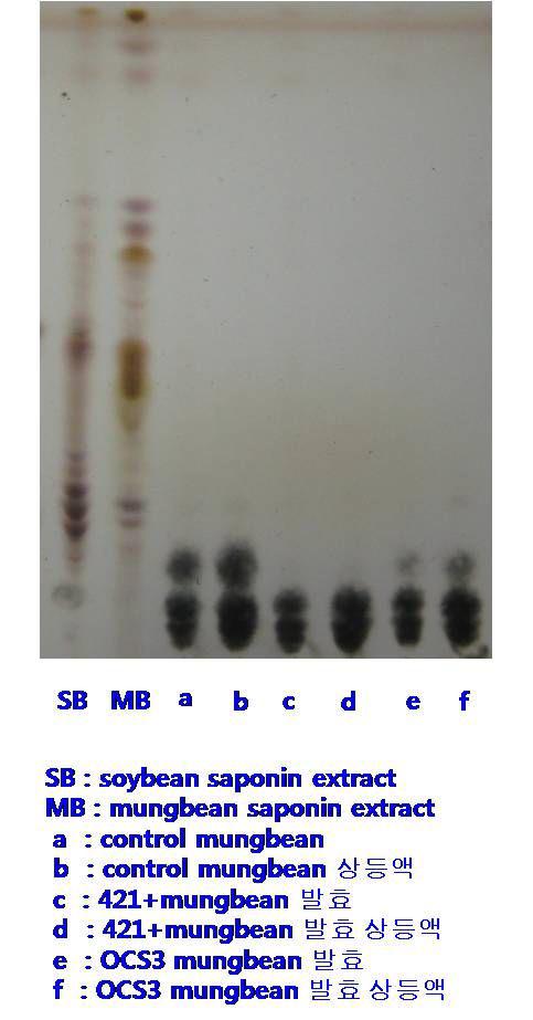 녹두 발효물에서의 사포닌 층 확인.