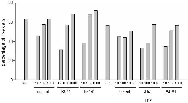 Glucose를 첨가 한 배지에 녹두 발효 후 녹두 발효물 샘플의 대식세포 cellviability 변화 측정.Control,유산균주를 안 넣어준 배지,N.C.,LPS를 첨가하지 않고 녹두 발효물을 안 넣어준 배지.P.C.,LPS를 첨가 하고 녹두 발효물을 안 넣어준 배지.1X는 500μg/ml의 발효물.