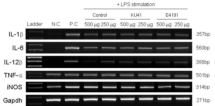 RT-PCR을 이용한 녹두 추출물의 발효 후 샘플 처리 시,대식세포 항염증 작용 평가. Control,유산균주를 안 넣어준 배지,N.C.,LPS를 첨가하지 않고 녹두 발효물을 안 넣어준 배지. P.C.,LPS를 첨가 하고 녹두 발효물을 안 넣어준 배지.μg은 μg/ml을 나타냄.