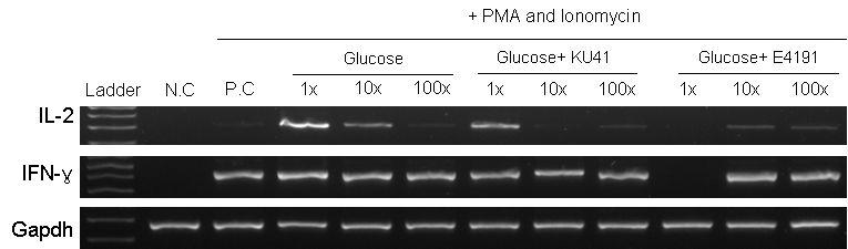 Glucose를 첨가 한 배지에 녹두 발효 후 녹두 발효물 샘플의 T 림프구 항염증 작용 평가. N.C.,T 림프구를 stimulation하지 않고 녹두 발효물을 안 넣어준 배지.P.C.,T 림프구를 PMA와 ionomycin으로 stimulation하고 녹두 발효물을 안 넣어준 배지.1X는 500μg/ml의 발효물.