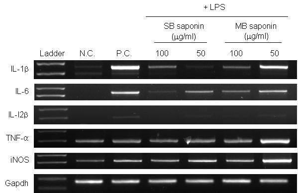 RT-PCR을 이용한 녹두 사포닌과 대두 사포닌이 대식세포의 활성에 미치는 영향 측정. N.C.,사포닌을 처리하지 않고 대식세포를 stimulation 하기 전의 mRNA transcript를 RT-PCR로 측정.P.C.,사포닌을 처리하지 않고 대식세포를 stimulation 한 후의 mRNA transcript를 RT-PCR 로 측정.SB,soybean(대두),MB,mungbean(녹두).