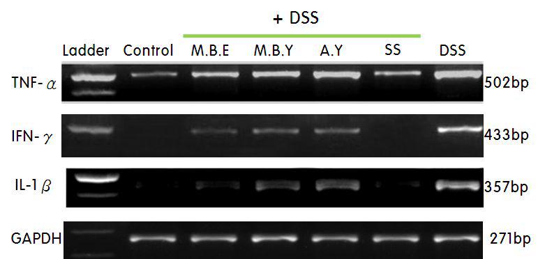 장 염증 모델에서 mesentric lymph node (MLN) 내 면역세포의 활성 측정 결과 (RT-PCR 결과). Control,PBS 만을 처리한 실험군; M.B.E,DSS와 녹두추출물(Mung Bean Extract)을 처리한 실험군;M.B.Y.,DSS와 녹두추출물 요거트(MungBeanExtractYogurt)를 처리 한 실험군; A.Y., DSS와 산 처리한 요거트(Acid Yogurt)를 처리한 실험군; SS, DSS와 sulfasalazine을 처리한 실험군;DSS,DSS만 처리한 실험군.