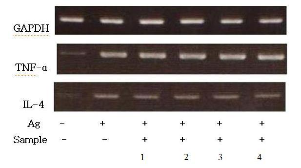 RBL-2H3에서 RT-PCR의한 IL-4와 TNF-α의 발현