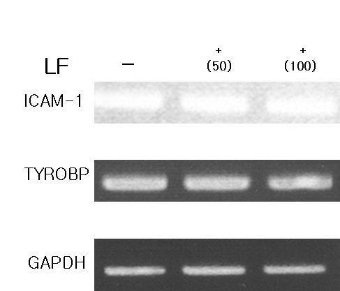 muDC세포에서 ICAM-1과 TYROBP유전자들의 발현