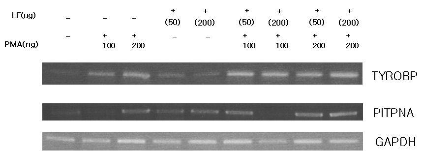 U937세포에서 TYROBP와 PITPNA유전자의 발현