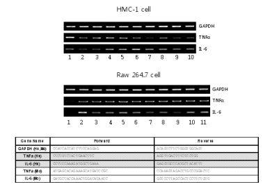 유청단백질 가수분해물이 HMC-1과 Raw 264.7cel에 대한 TNF-α,IL-6의발현 양상