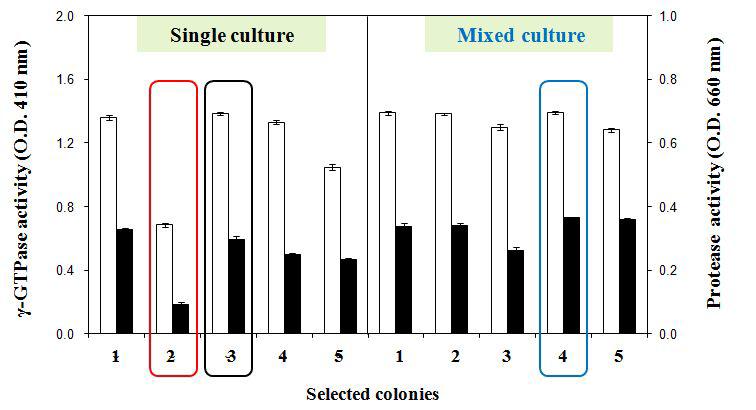 Effect of γ-GTPase and protease activity by the competition culture of B. amyloliquefaciens KC 41 and M. luteus KCCM 11905.