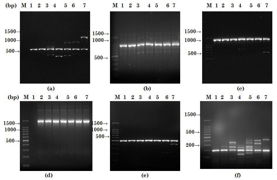 PCR product samplified with selected primer set.