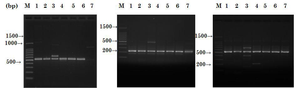 PCR product samplified with selected primer pairs.