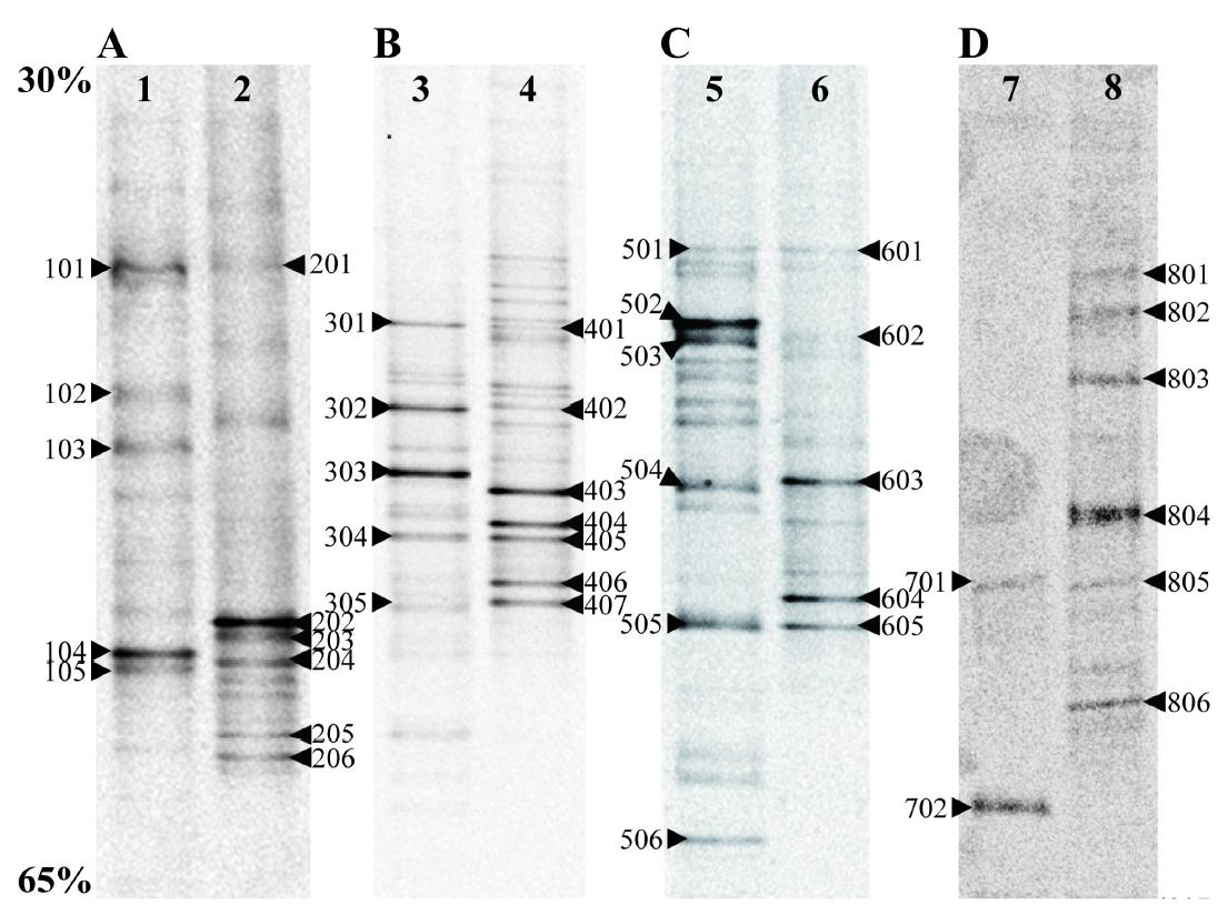 Denaturing gradient gel electrophoresis analysis of polymerase chain reaction amplified 16S rDNA fragments from raw-straw and Chungkookjang samples.