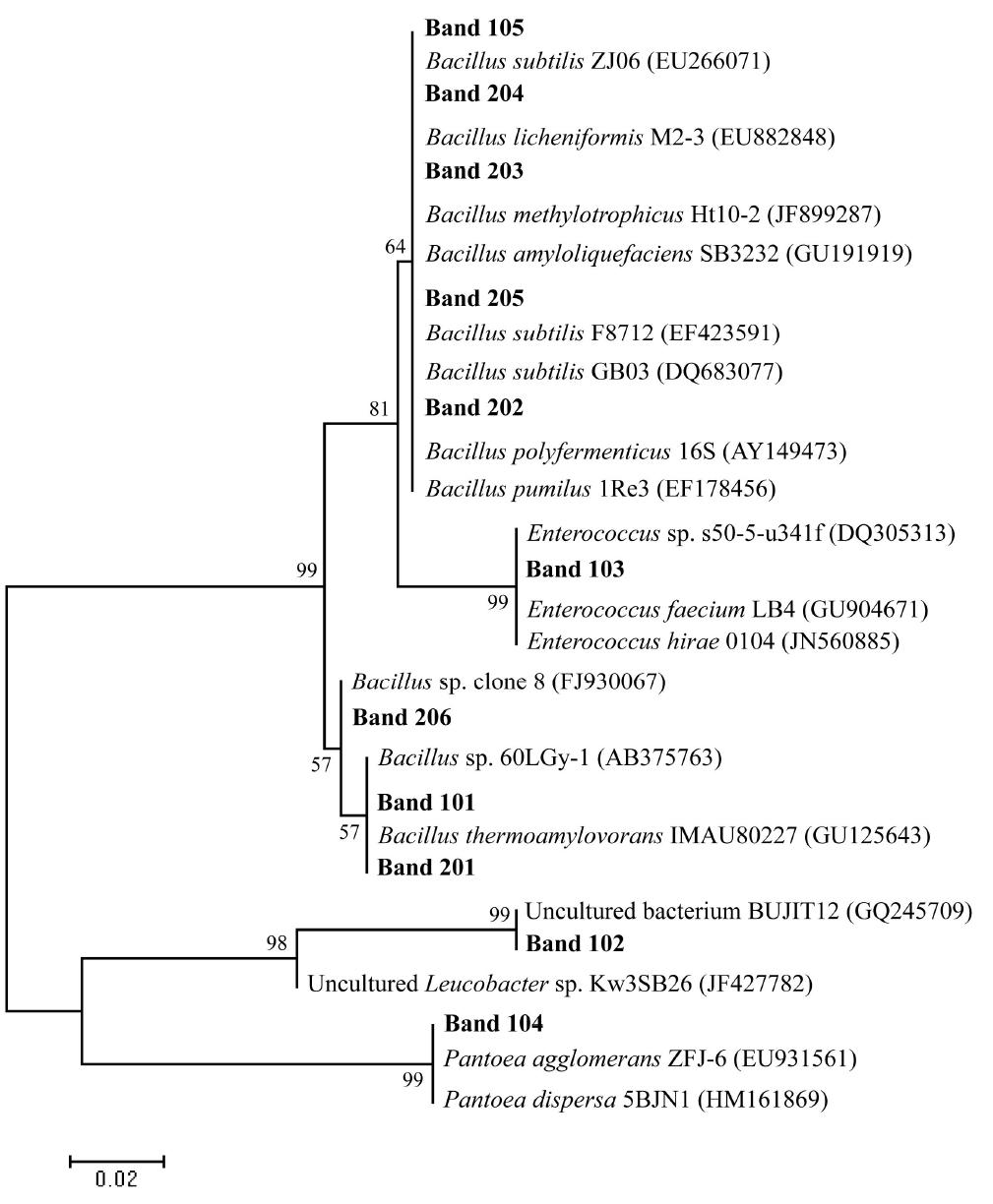 Phylogenetic tree based on partial 16S rDNA gene sequences derived from bands in the denaturing gradient gel electrophoresis profile of Seoil farm samples.