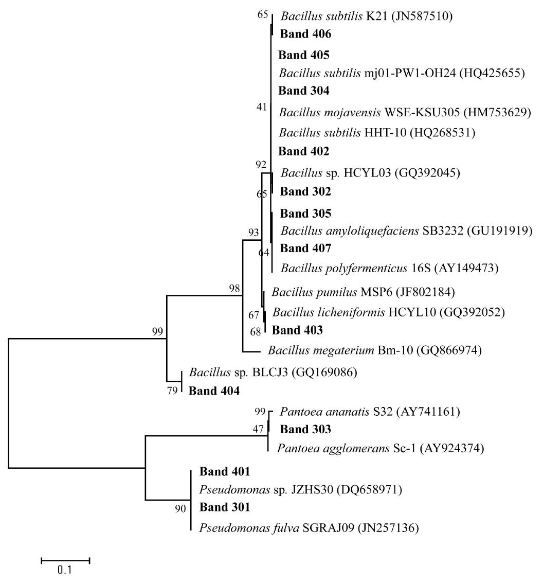 Phylogenetic tree of 16S rDNA gene sequences from bands in the denaturing gradient gel electrophoresis profile of Mireuksan farm samples.
