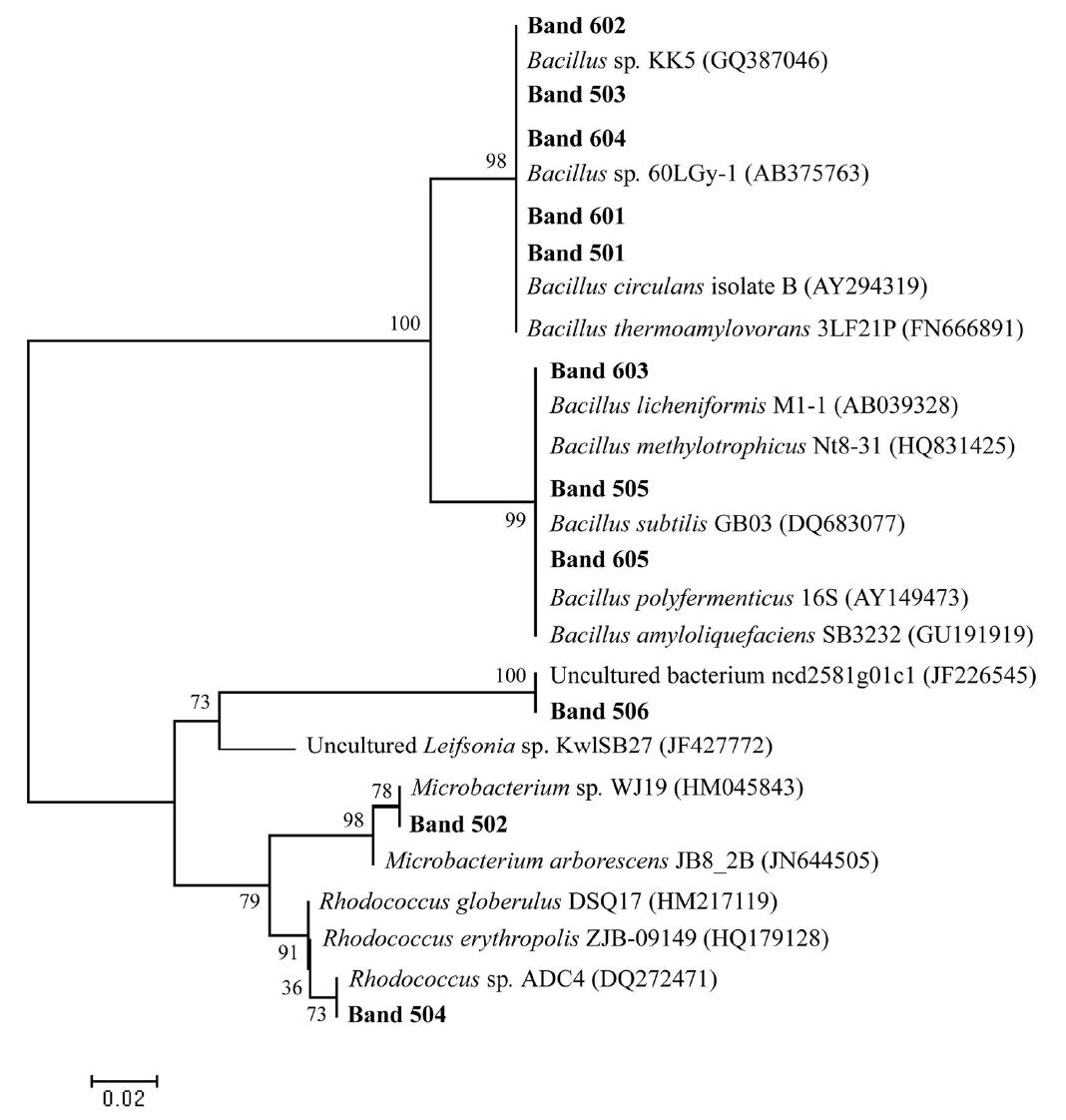 Phylogenetic tree of 16S rDNA gene sequences from bands in the denaturing gradient gel electrophoresis profile of Kimjeomrae samples.