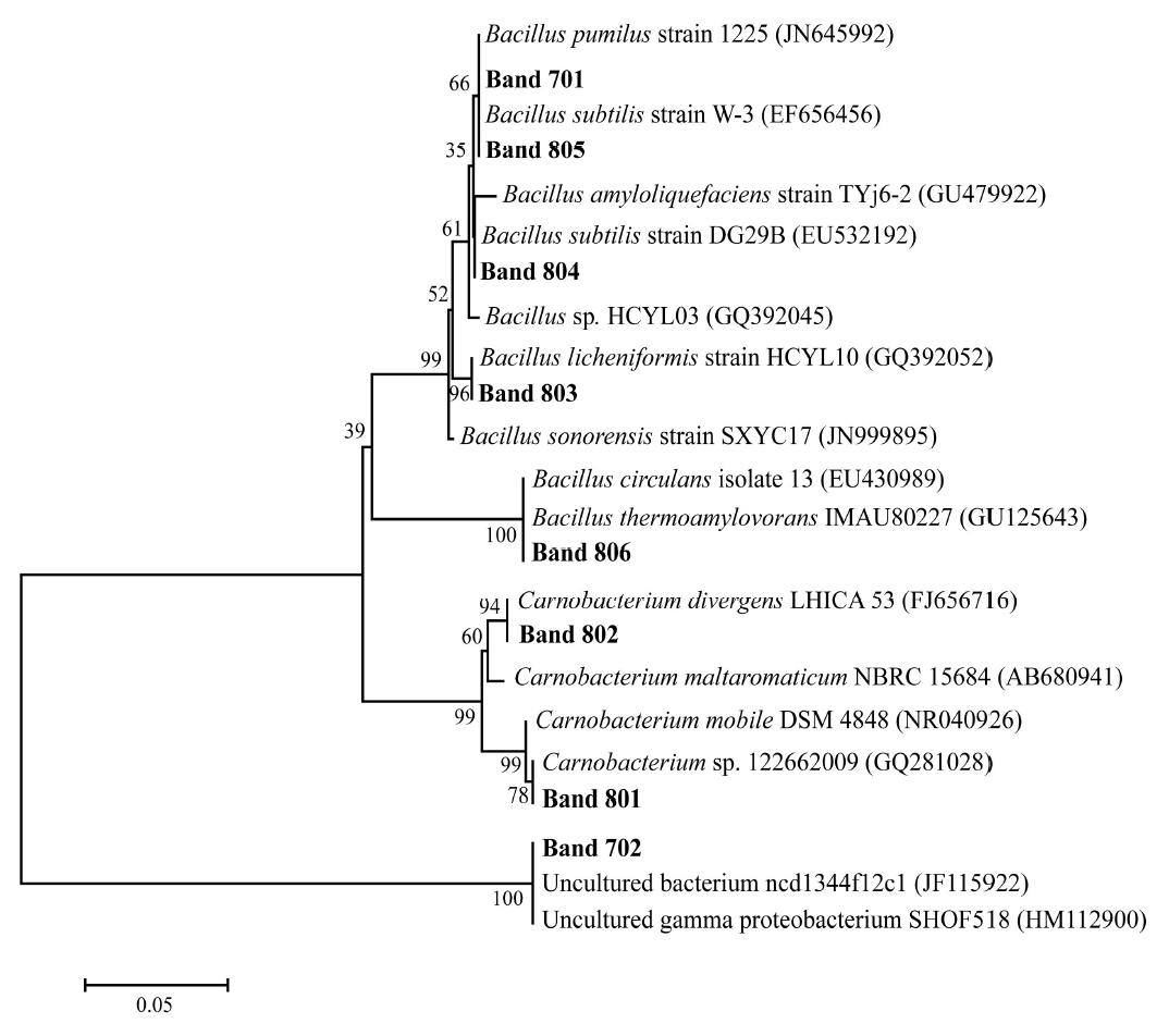 Phylogenetic tree of 16S rDNA gene sequences from bands in the denaturing gradient gel electrophoresis profile of Pulmoksan farm samples.
