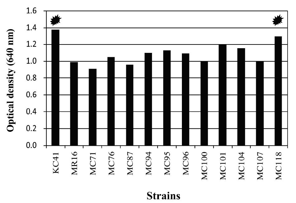 γ-GTPase activity of strains isolated from rice-straw and Chungkookjang.