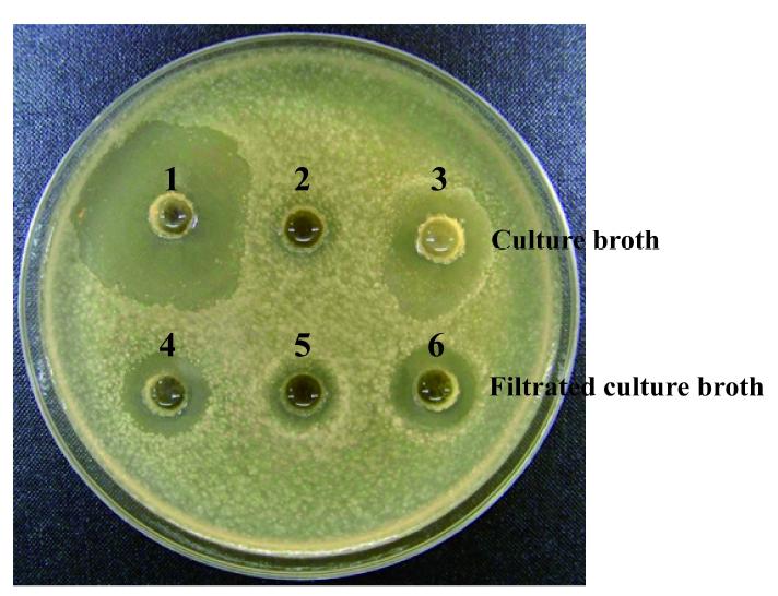 Agar well diffusion assay of selected strains against Bacillus cereus.