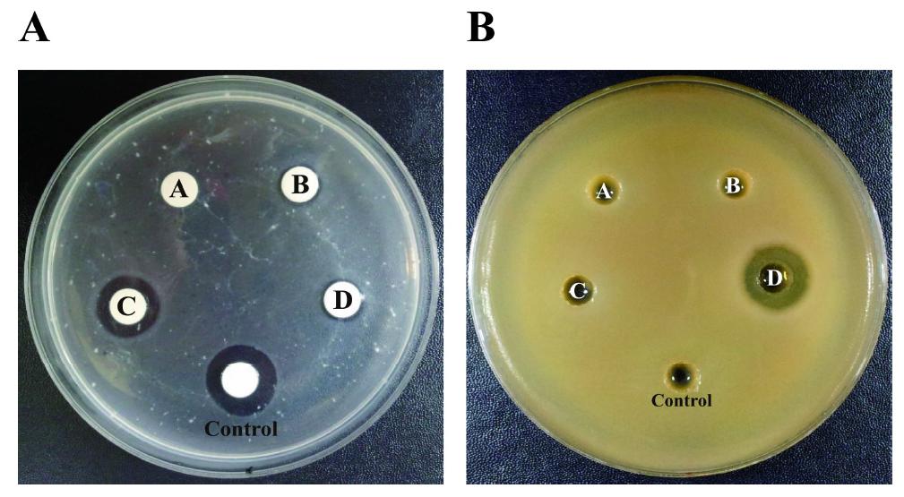 Effect of fibrinolytic enzymes (A) and antagonistic activities (B) extracted from Chungkookjang prototypes fermented with specialized microorganisms.