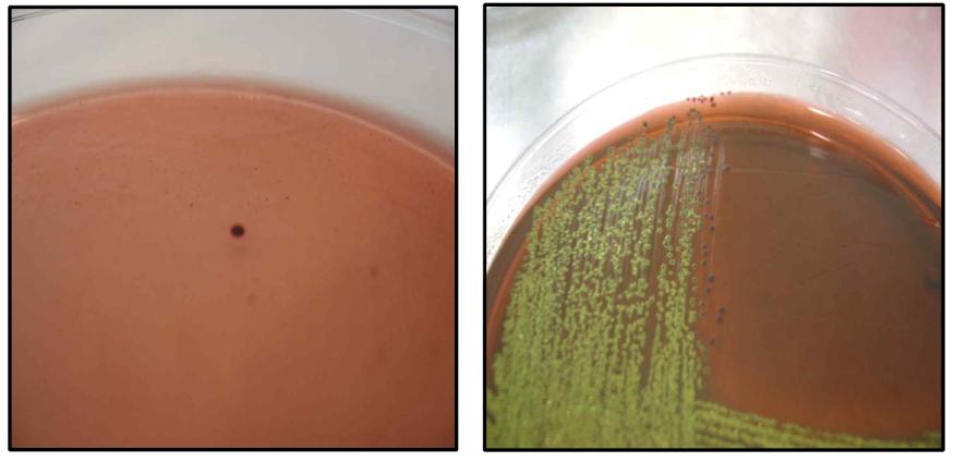 Coliforms on desoxycholate lactose agar plate (left) and MB agar plate (right).