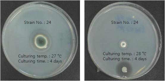 Halo zone of strain 24.