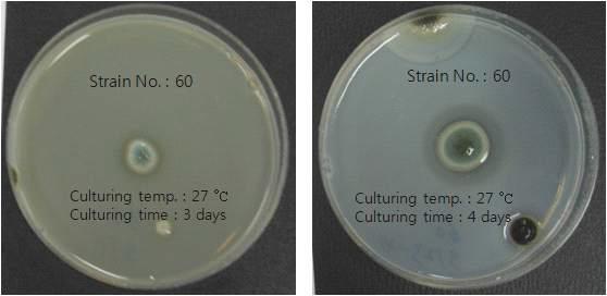 Halo zone of strain 60.