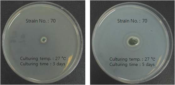 Halo zone of strain 70.