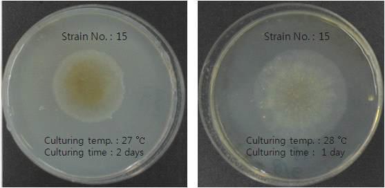 Halo zone of strain 15.