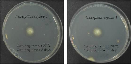 Halo zone of Aspergillus oryzae J.