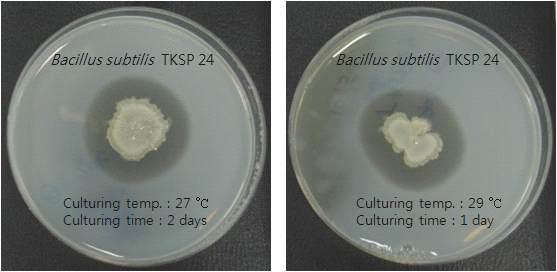 Halo zone of Bacillus subtilis TKSP 24.