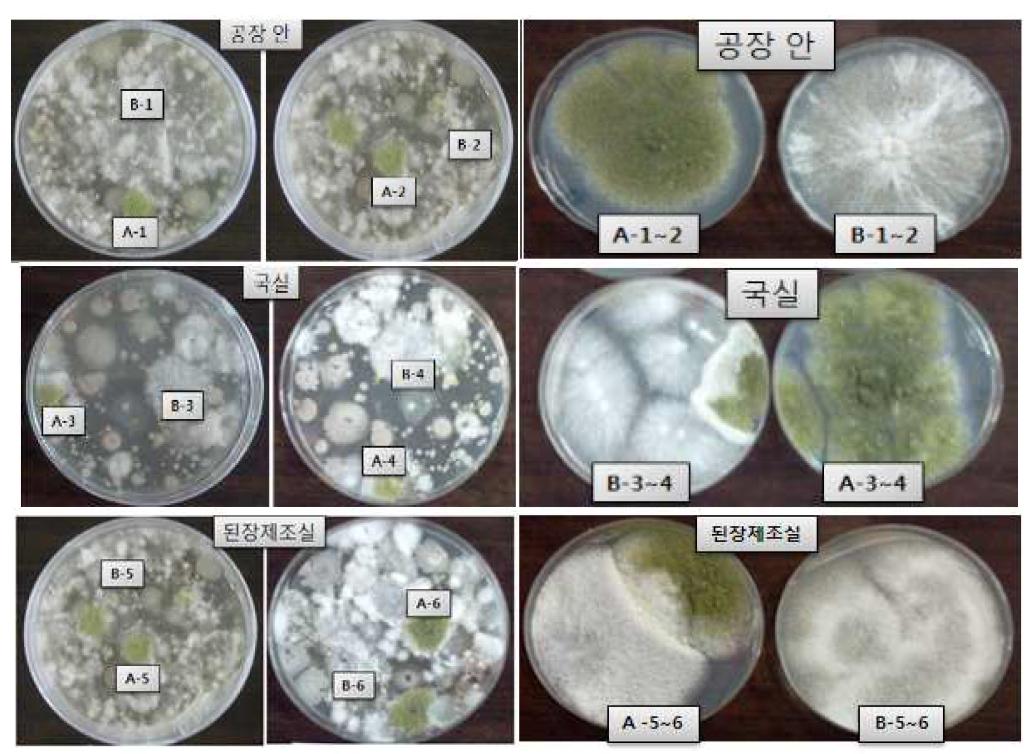 Microflora of interior plant, koji room, and fermentation room.