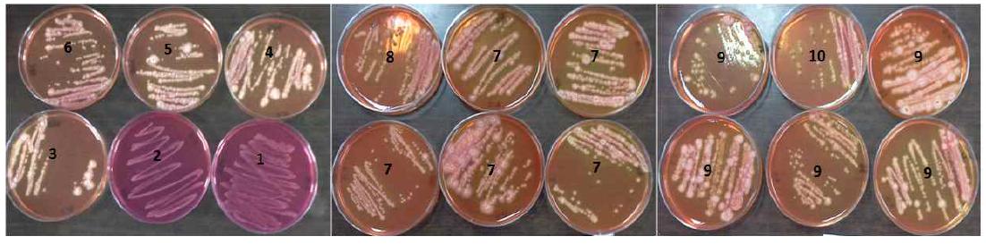 Presumptive test of Bacillus cereus on MYP agar plate.
