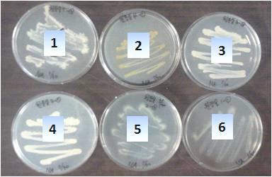 Bacterial growth on NA plate.