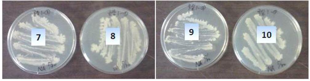 Bacterial growth on NA plate.