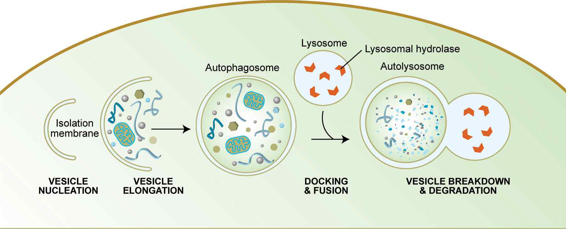 Autophagy의 진행 과정