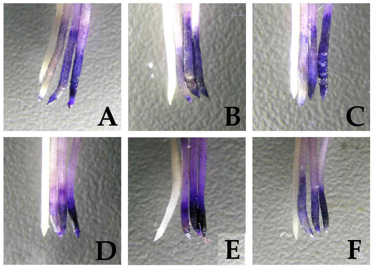 Hematoxylin-stained roots of selected 6 barley cultivar roots.