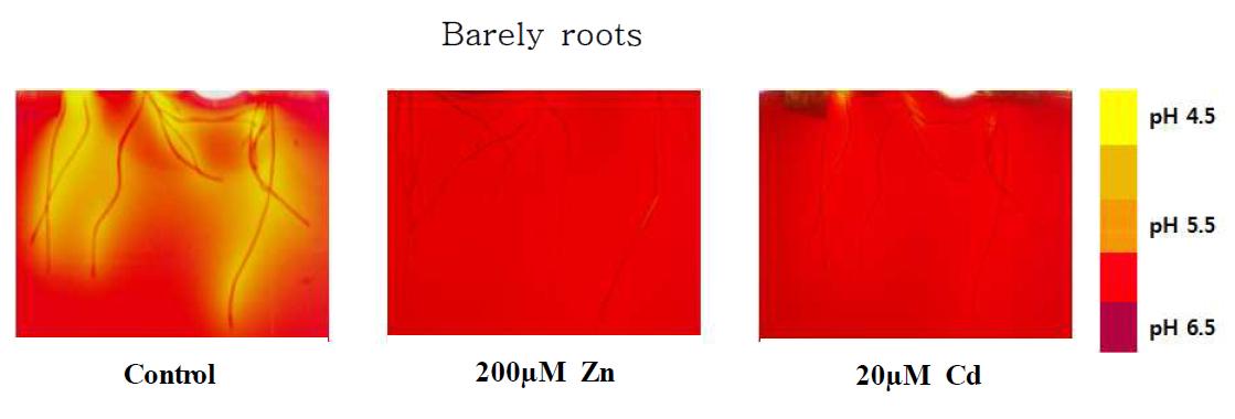 Visualizing surface pH of barley root treated with Zn and Cd for 1 day.