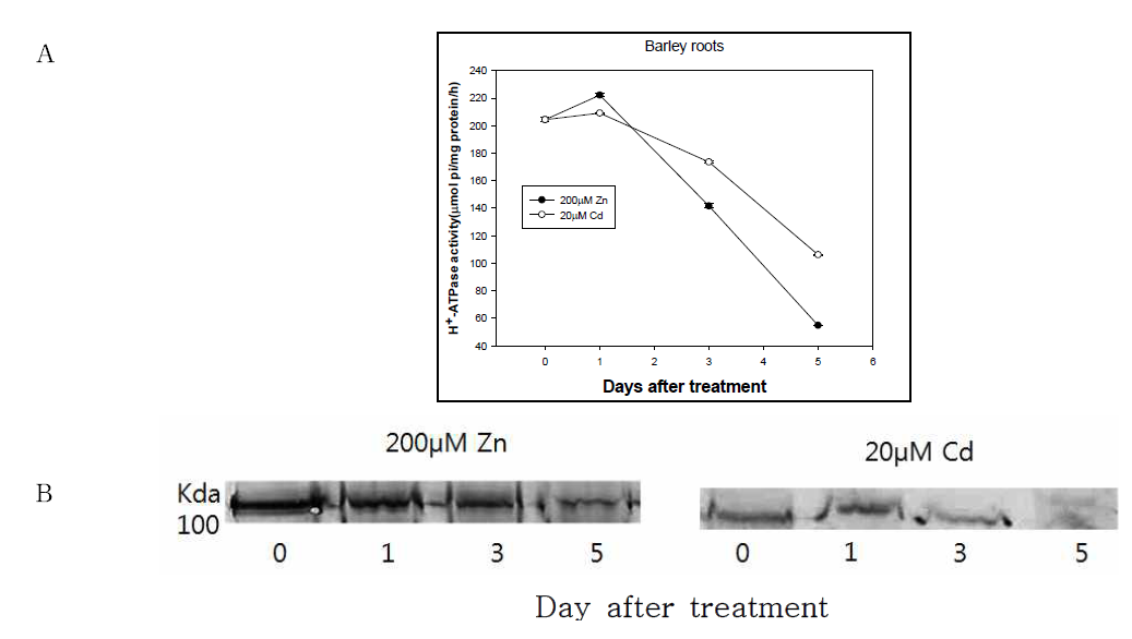 Effect of Zn and Cd treatments in vivo on PM H+-ATPase activity (A) and western-blot (B) isolated from barley root