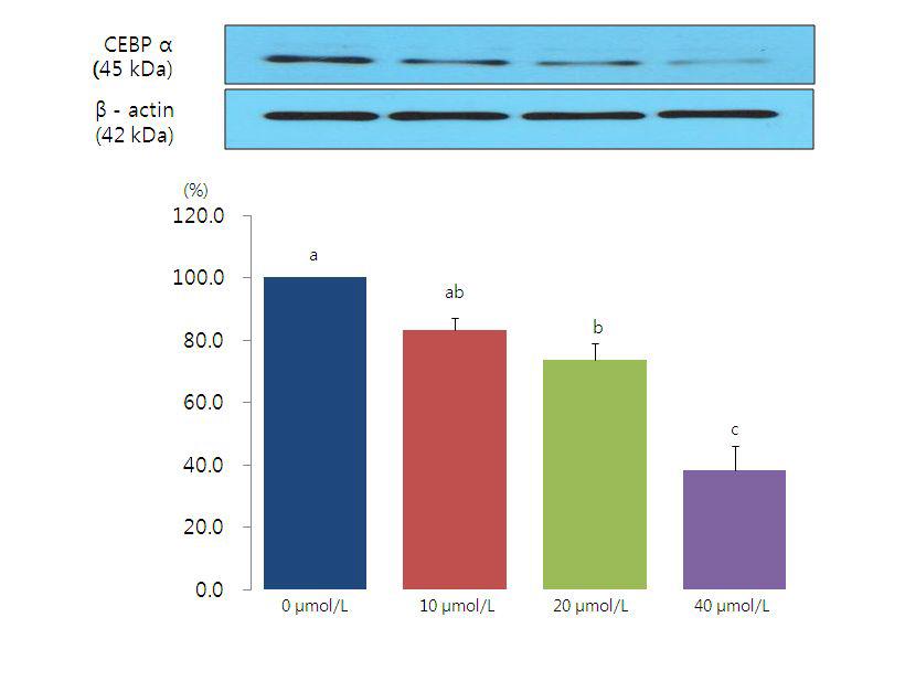 Resveratrol이 지방세포내 C/EBPα 단백질 발현에 미치는 영향