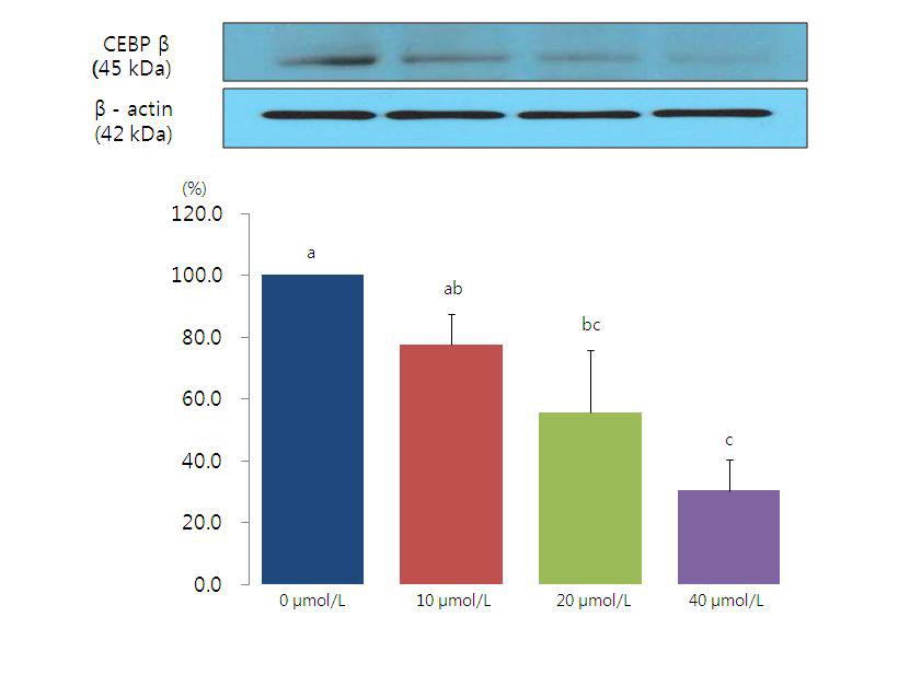Resveratrol이 지방세포내 C/EBPβ 단백질 발현에 미치는 영향