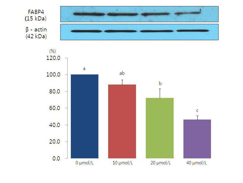Resveratrol이 지방세포내 FABP4 단백질 발현에 미치는 영향