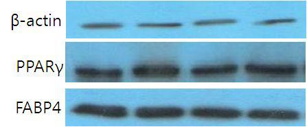 땅콩새싹 추출물이 지방조직내 분화와 관련된 전사인자의 단백질 발현에 미치는 영향