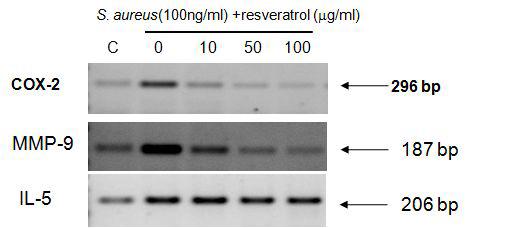 Anti-inflammatory activity of resveratrol by inhibiting mRNA expressions of COX-2, MMP-9 and IL-5 in S. aureus extracts-treated HEKs (RT-PCR).