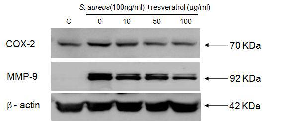 Anti-inflammatory activity of resveratrol by inhibiting protein expressions of COX-2, MMP-9 and IL-5 in S. aureus extracts-treated HEKs