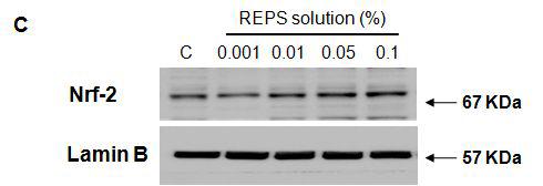 REPS up-regulates and activates Nrf2 transcriptional factor in HDF