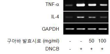 Effect of GF-EtOH on DNCB-induced TNF-α and IL-4 mRNA expression in NC/Nga mice