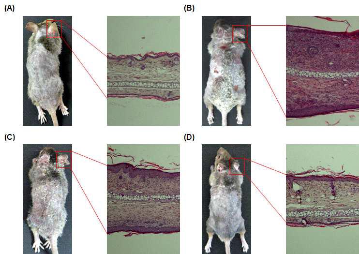 Histopathological analysis