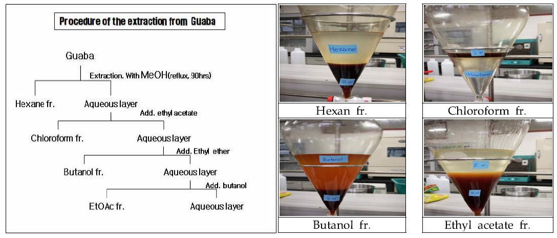 Procedure of the purification using Psidium guajava leaf.