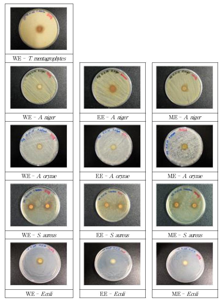 Photography of antimicrobial activity against T. mentagrophytes, A. niger, A. oryzae, S. aureus and E.coli of the different solvent extracts from the Psidium guajava leaf.