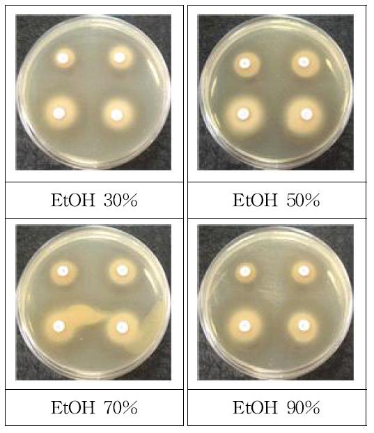 Antimicrobial activity according to ethanol concentration of Psidium guajava leaf against Escherichia coli.