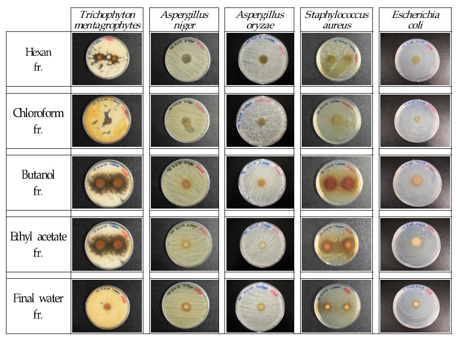 Photography of antimicrobial activity of the Psidium guajava leaf extracts by the solvent fractions.