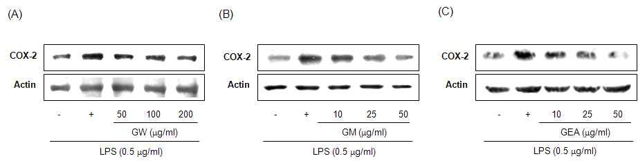 Effect of guava on COX-2 protein expression in RAW 264.7 cells